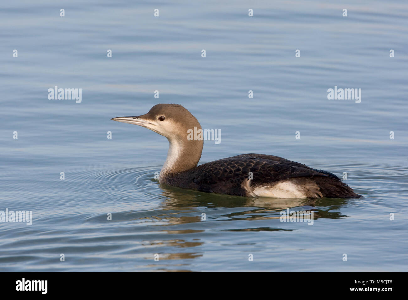 Hiver Eerste Parelduiker ; premier hiver Artic Loon Banque D'Images