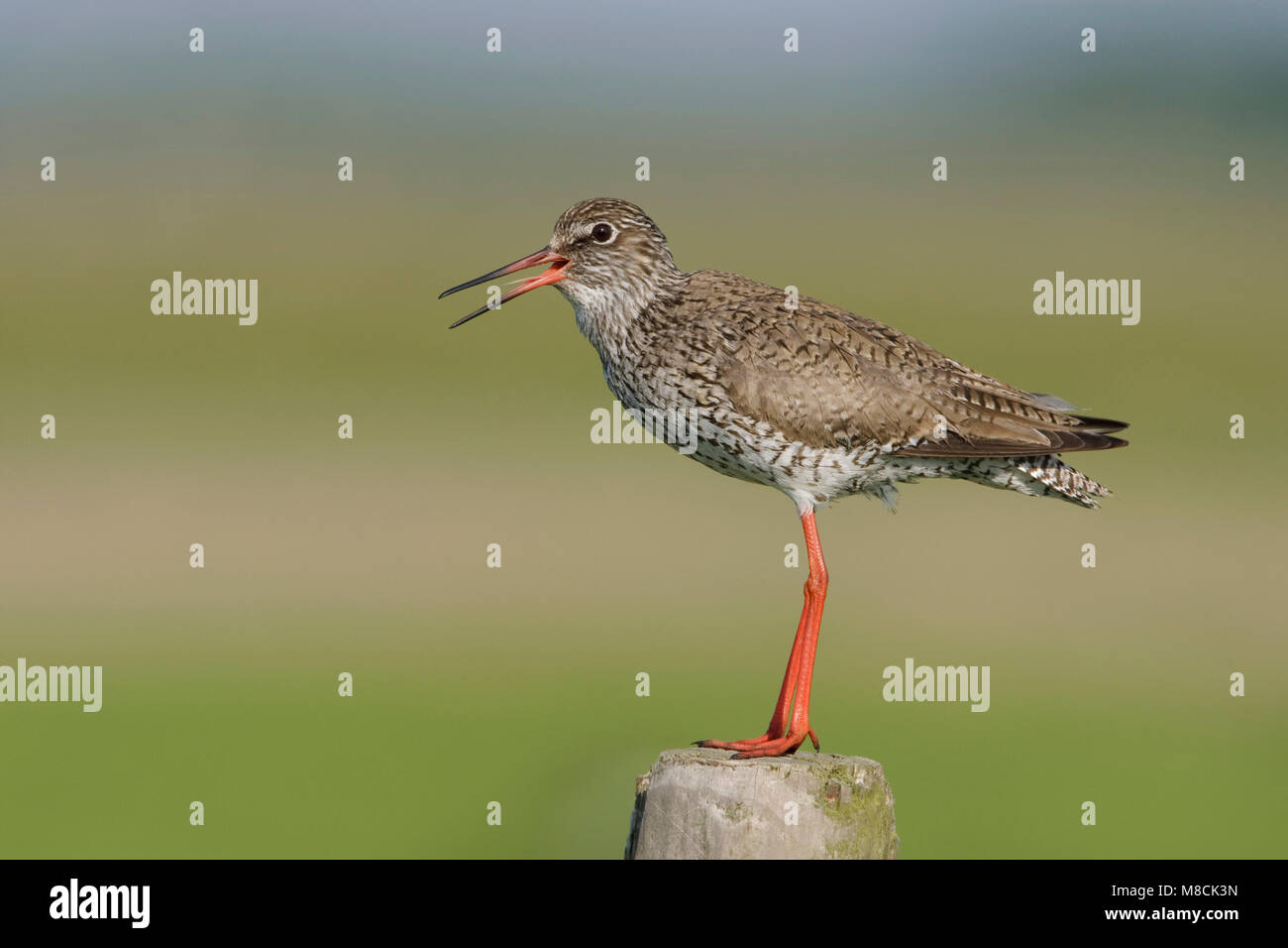 Roepend Tureluur paal op ; Garrot appelant adultes sur perche Banque D'Images