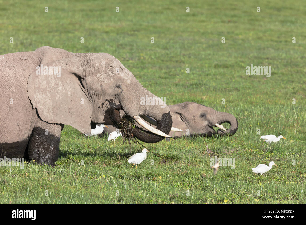 L'eléphant d'Afrique femelle et son veau nourrir profondément dans un marais avec boeufs présents Banque D'Images