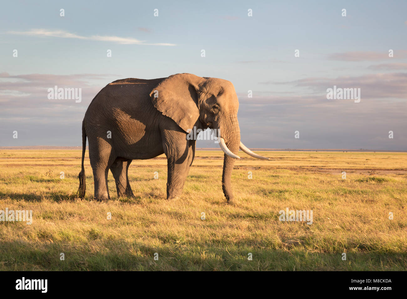 Grand mâle éléphant africain le pâturage sur les prairies ouvertes dans la belle lumière du matin à Amboseli NP, Kenya Banque D'Images