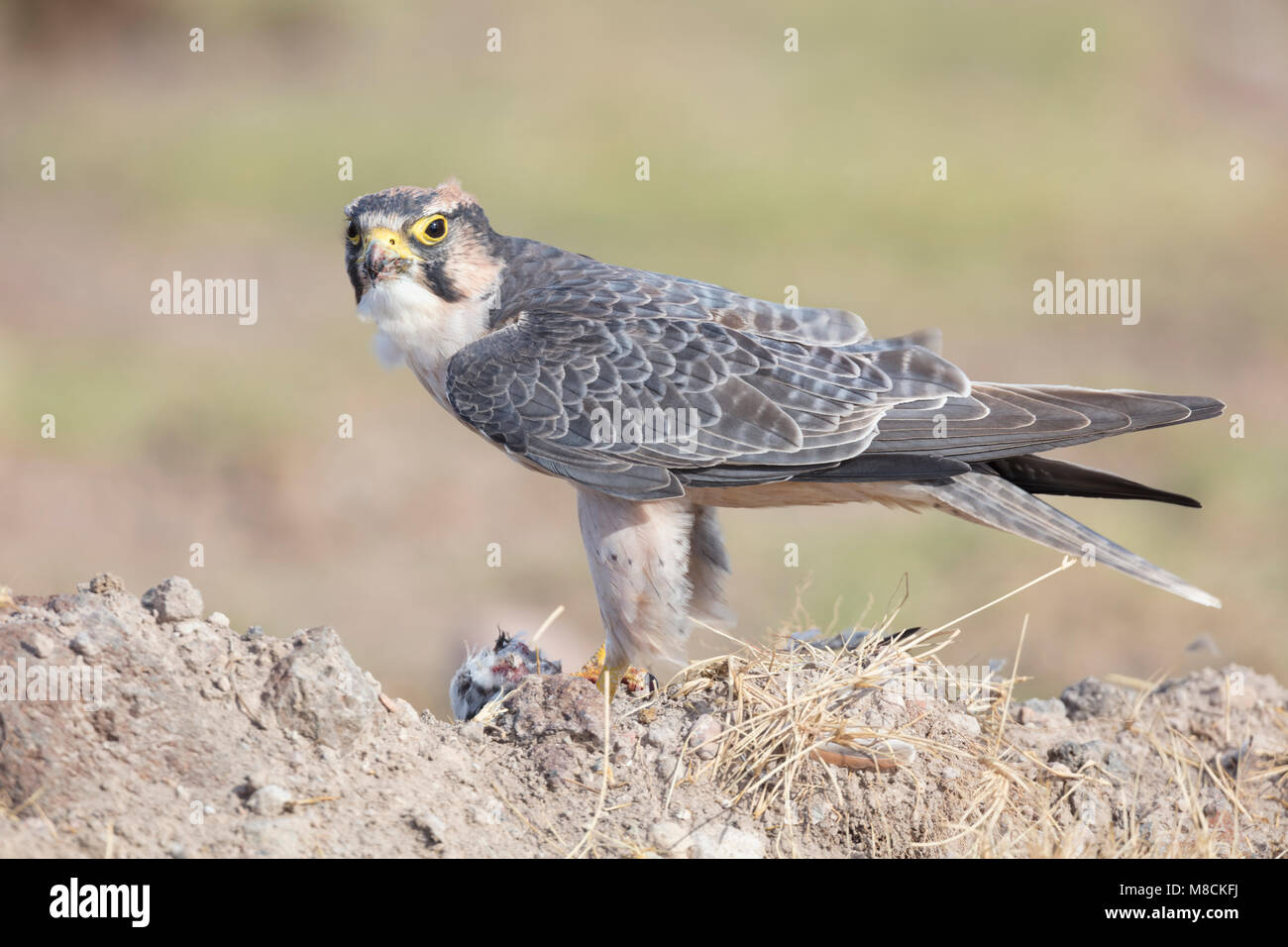 Faucon lanier (Falco biarmicus) se nourrissant d'un oiseau mort dans le Parc national Amboseli, Kenya Banque D'Images