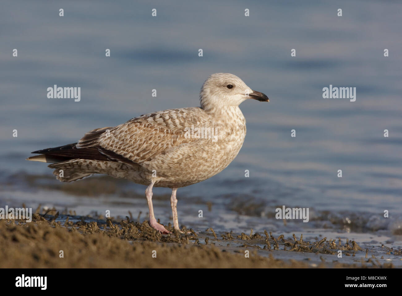 Zilvermeeuw staand op strand ; goéland perché sur beach Banque D'Images