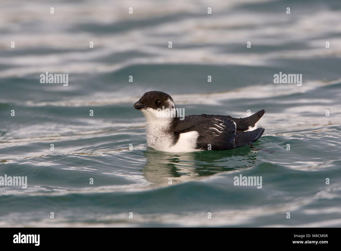 Dans winterkleed zwemmend Kleine Alk ; Little Auk en plumage d'hiver natation Banque D'Images