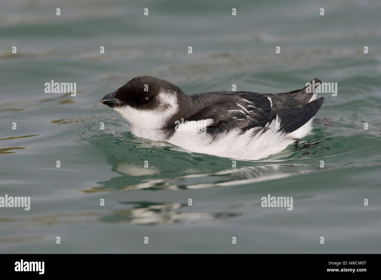 Dans winterkleed zwemmend Kleine Alk ; Little Auk en plumage d'hiver natation Banque D'Images