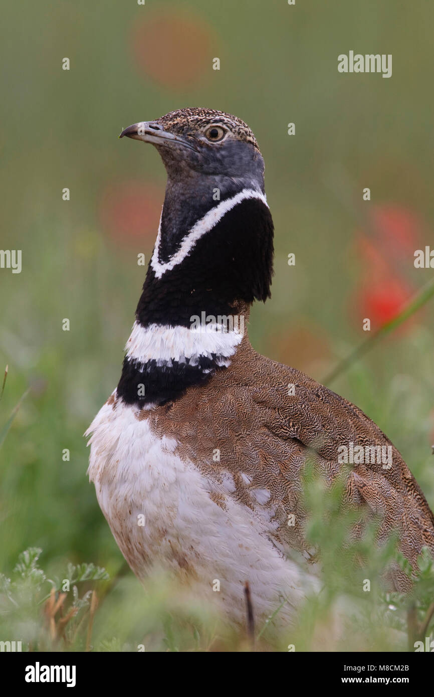 Baltsend ; peu de Kleine Trap Bustard afficher Banque D'Images