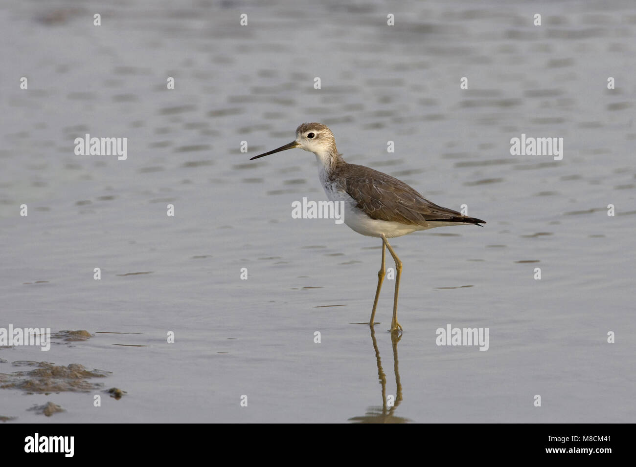 Dans Poelruiter winterkleed ; Marsh Sandpiper en plumage d'hiver Banque D'Images