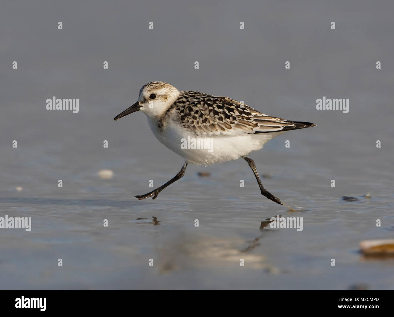 Drieteenstrandloper juvénile juvénile ; Sanderling Banque D'Images