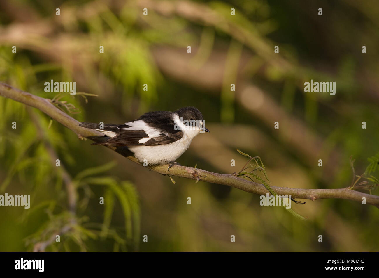 Mannetje Balkanvliegenvanger zittend op tak ; Semicollared Flycatcher male perché sur une branche Banque D'Images