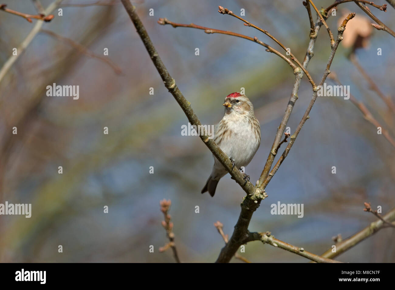 Les cochenilles (commune) Sizerin flammé (Carduelis flammea) Banque D'Images