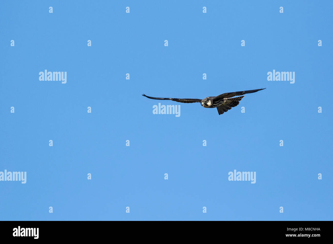 Eurasienne juvénile Hobby (Falco subbuteo) en vol Banque D'Images