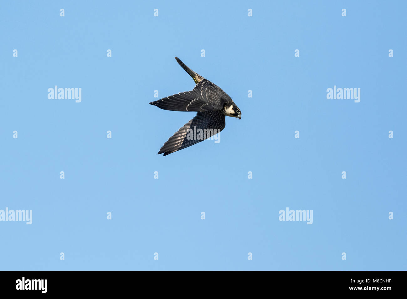 Eurasienne juvénile Hobby (Falco subbuteo) en vol Banque D'Images