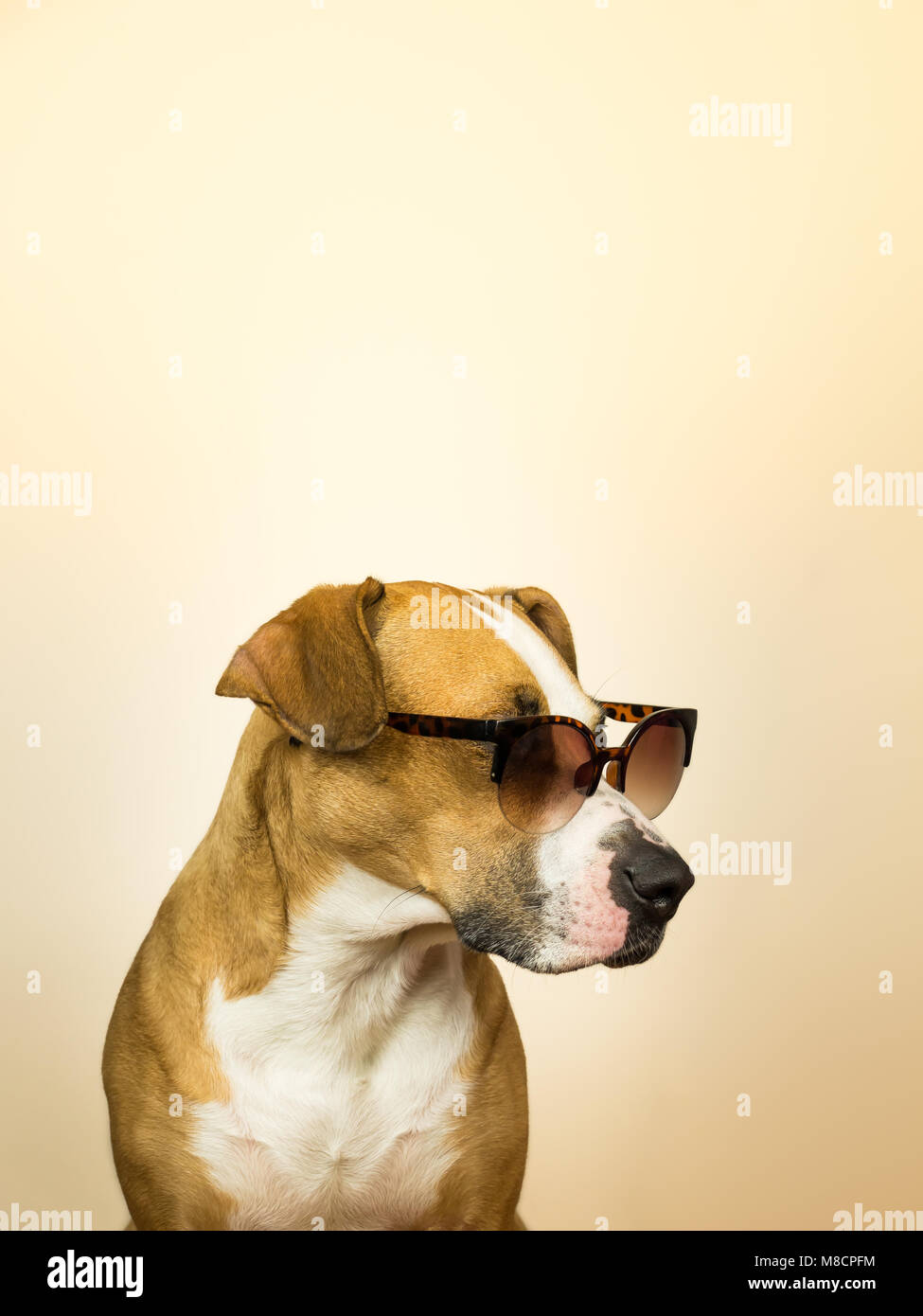 Funny, chien chien dans des lunettes de soleil. Studio photo de Pitbull Terrier puppy dans les tons d'été devant un fond neutre de Banque D'Images