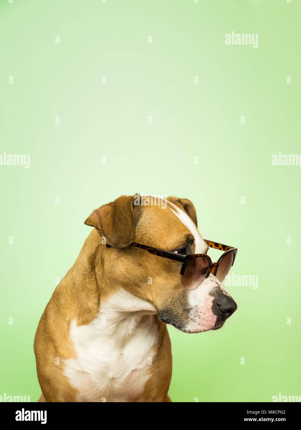 Funny, chien chien dans des lunettes de soleil. Studio photo de Pitbull Terrier puppy en été les lunettes devant un fond vert clair de Banque D'Images