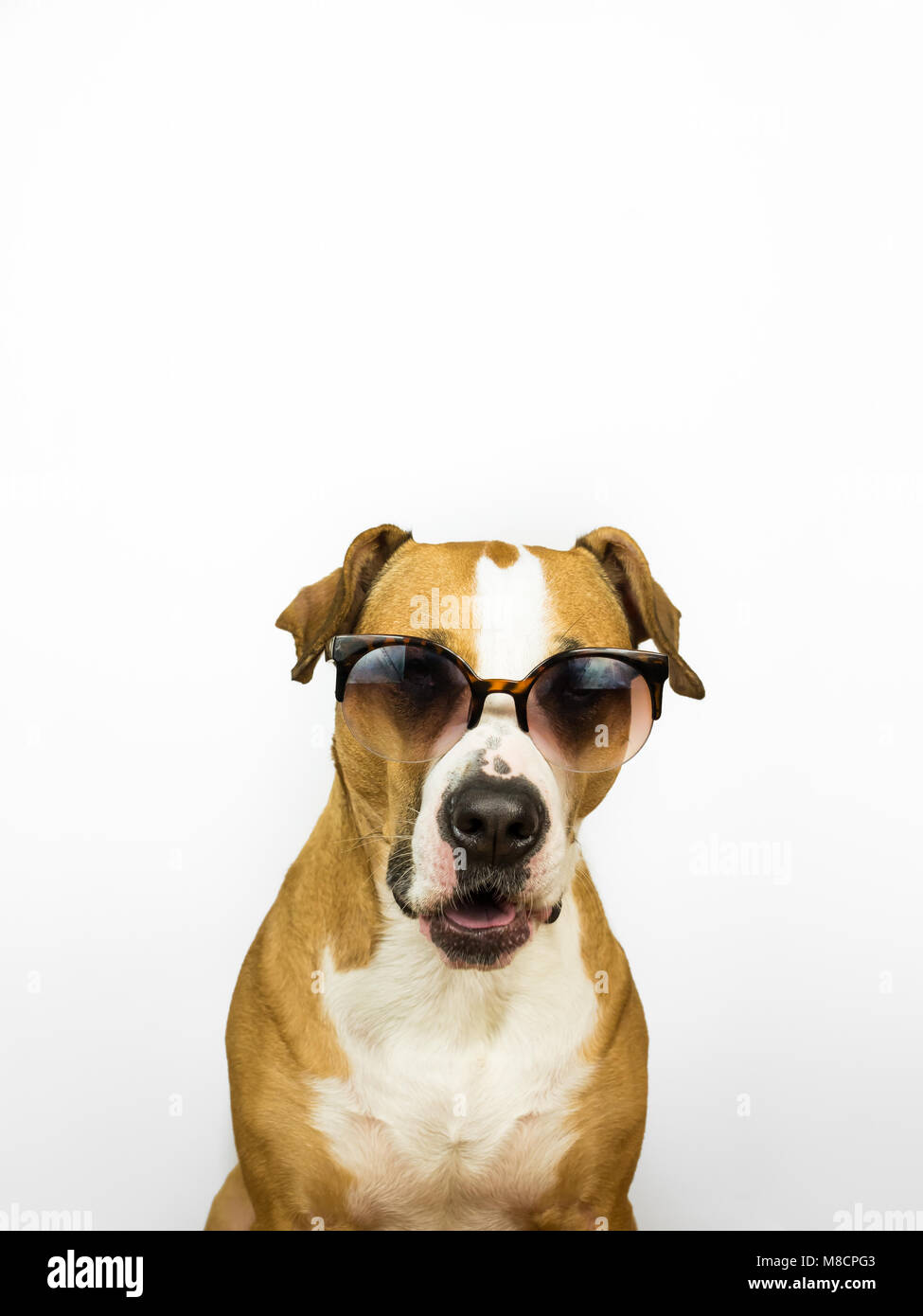 Funny, chien chien dans des lunettes de soleil. Studio photo de Pitbull Terrier puppy en été les lunettes devant un fond neutre de Banque D'Images