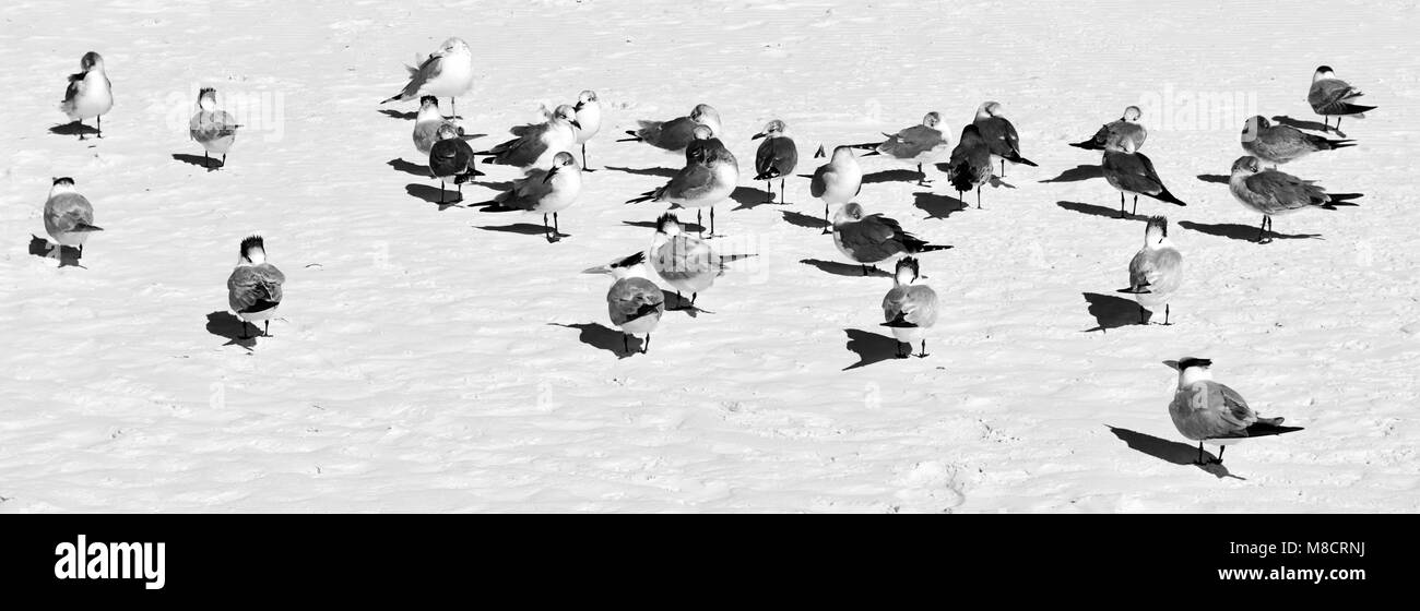 Les bécasseaux sur Siesta Key Beach Banque D'Images