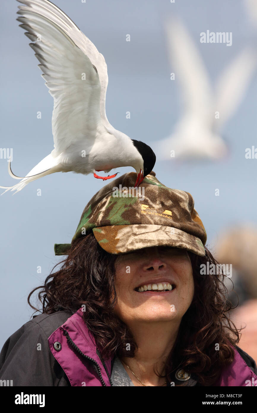 Volwassen Noordse Stern valt vrouw aan, Adulte Sterne arctique d'attaquer une femme Banque D'Images