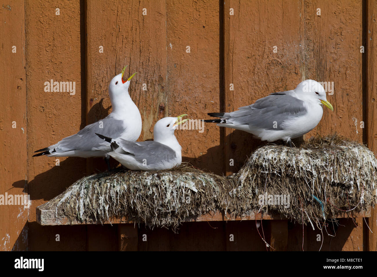 Drieteenmeeuw broedend op gebouw ; les mouettes tridactyles nichent dans des capacités Banque D'Images