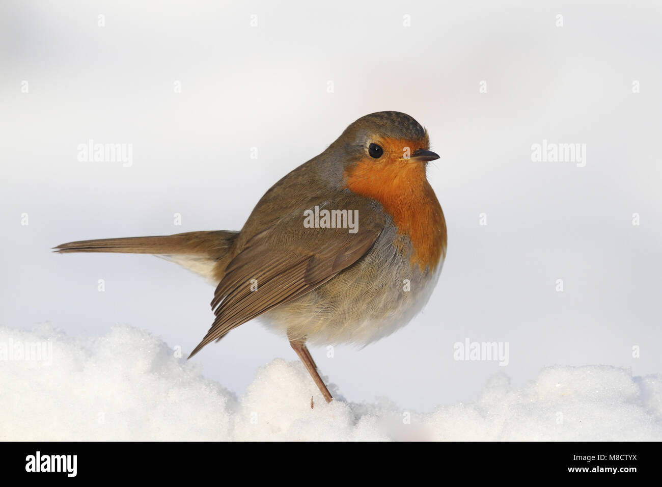 Dans Roodborst de en ; European Robin dans la neige Banque D'Images