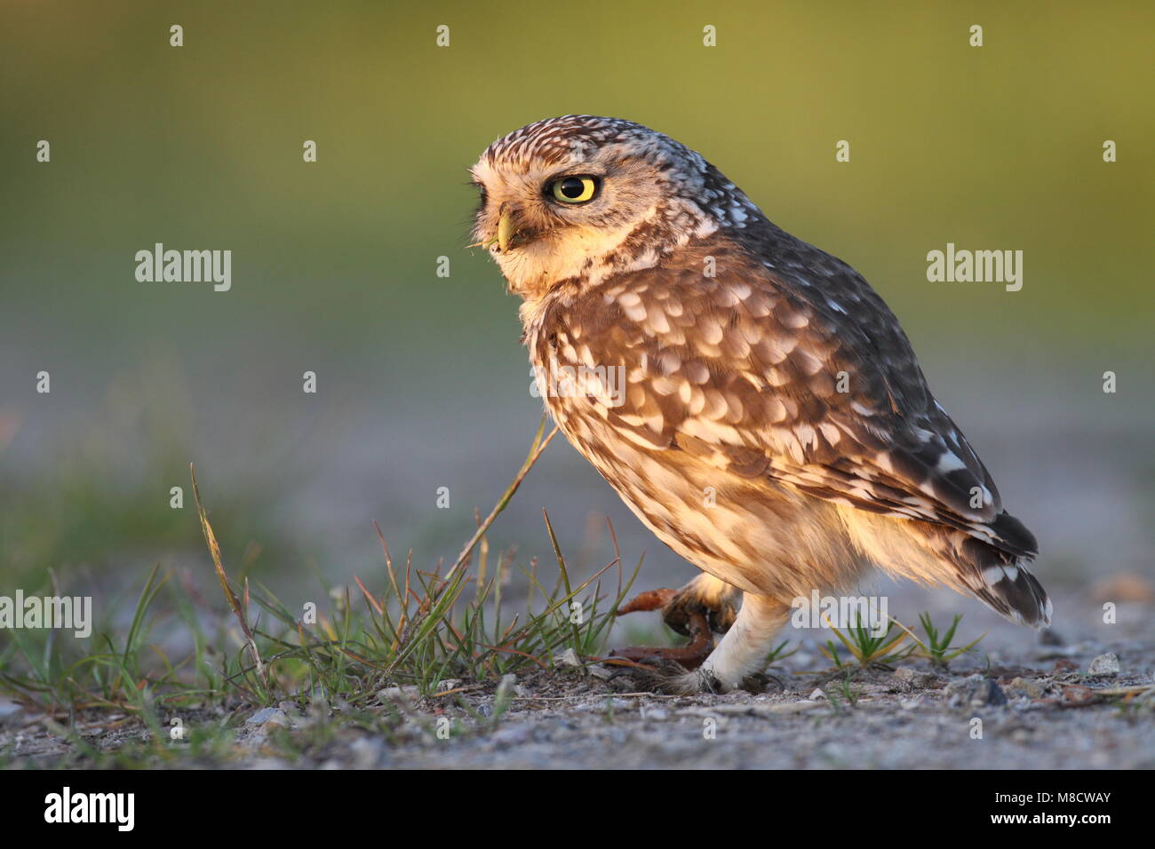 Een Steenuil ver ; petit hibou avec un ver Banque D'Images Een Steenuil ver ; petit hibou avec un ver Banque D'Images