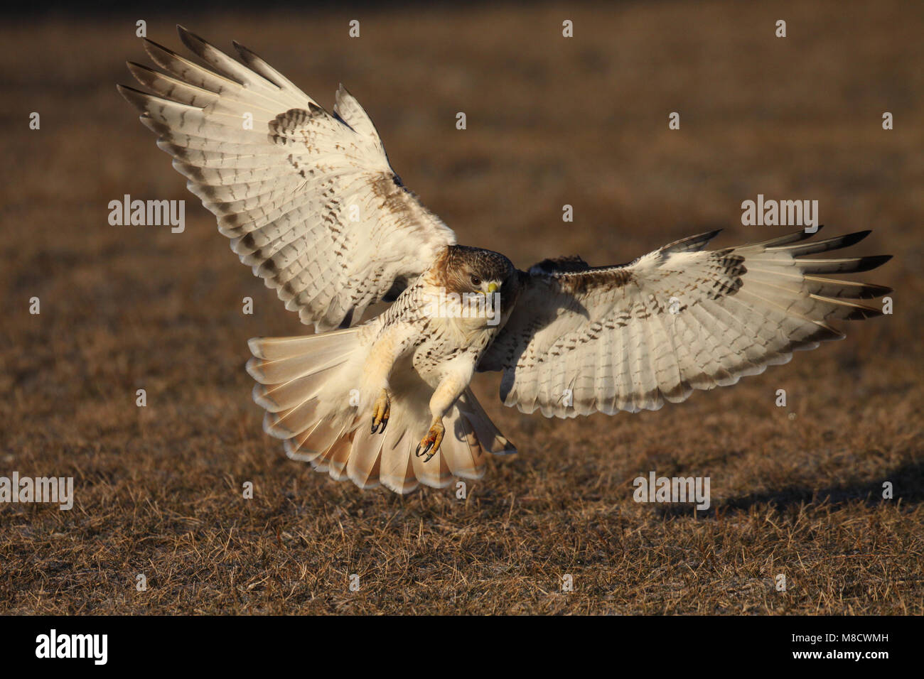 Roodstaartbuizerd landend op de grond, Red-tailed hawk à l'atterrissage sur le terrain Banque D'Images