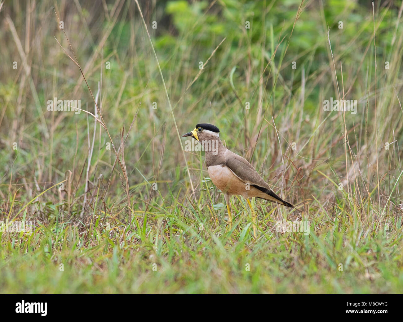 Une réorganisation de jaune, oiseau sociable Vanellus malabaricus, à la recherche de nourriture dans un champ d'herbe en sous-continent indien. Banque D'Images