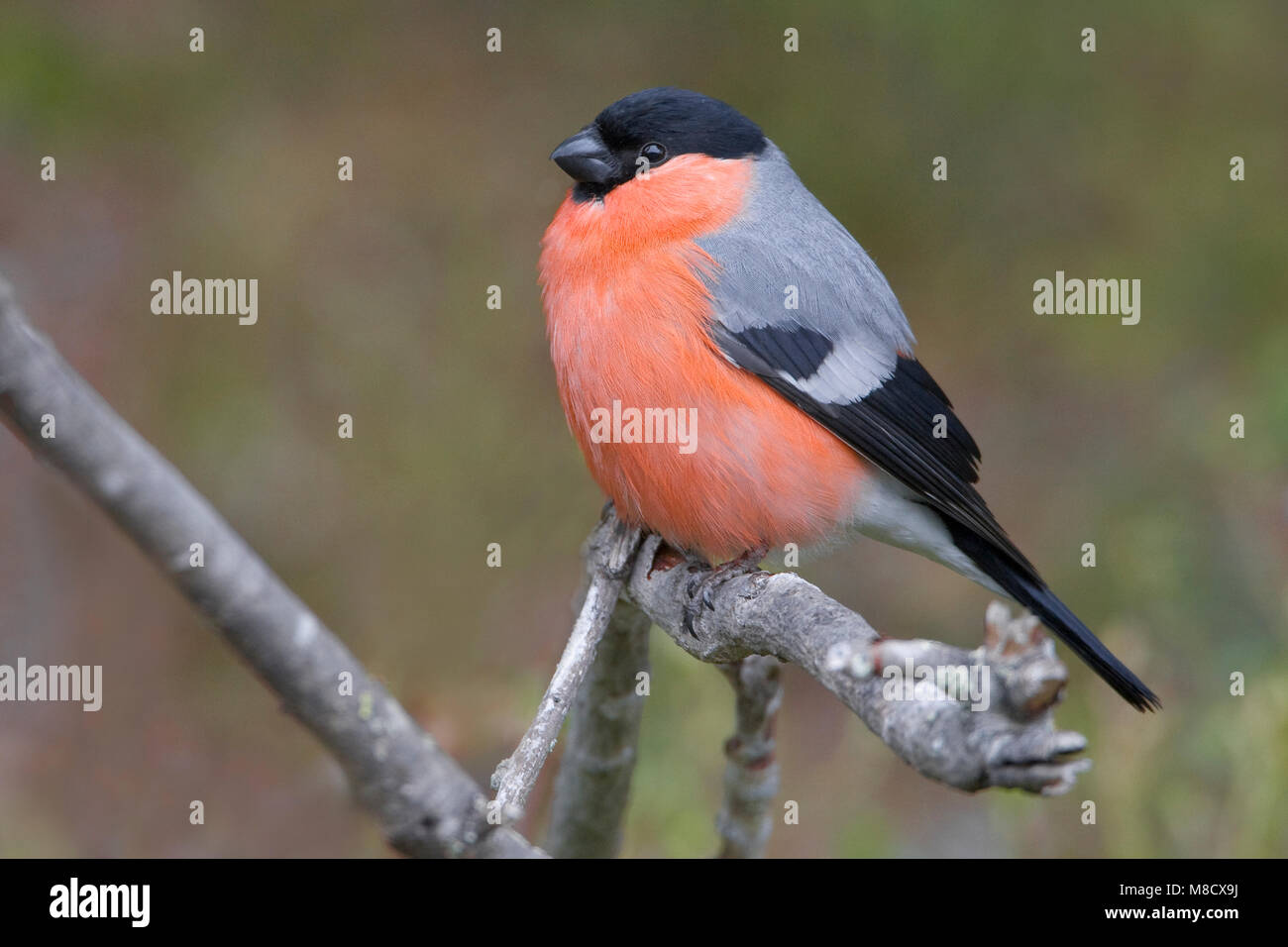 Mannetje Goudvink ; Canard colvert mâle Banque D'Images