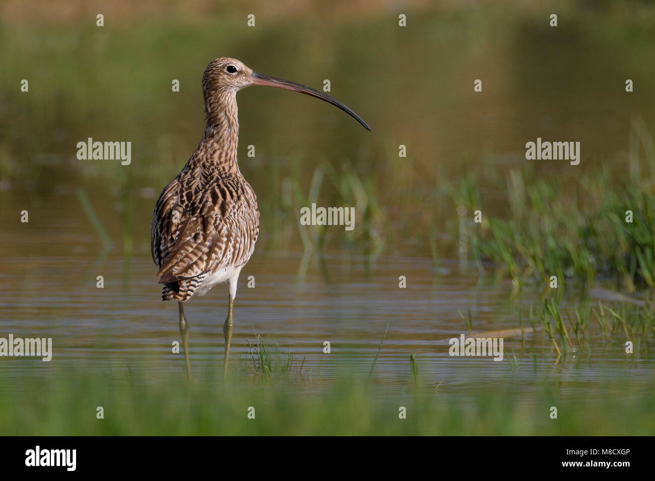 Wulp staand dans l'eau ; à bec dans l'eau Banque D'Images