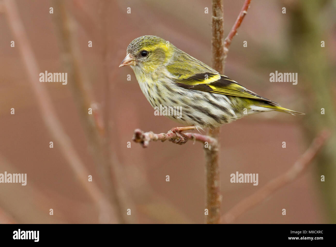 Sijs Vrouwtje op een tak ; Femmes Eurasian Siskin perché sur une branche Banque D'Images