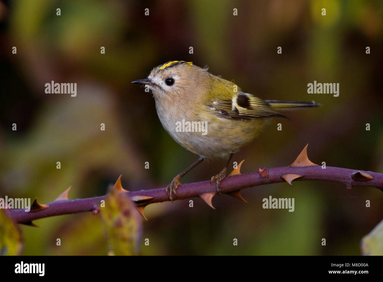 Goudhaan op takje ; Goldcrest sur branch Banque D'Images