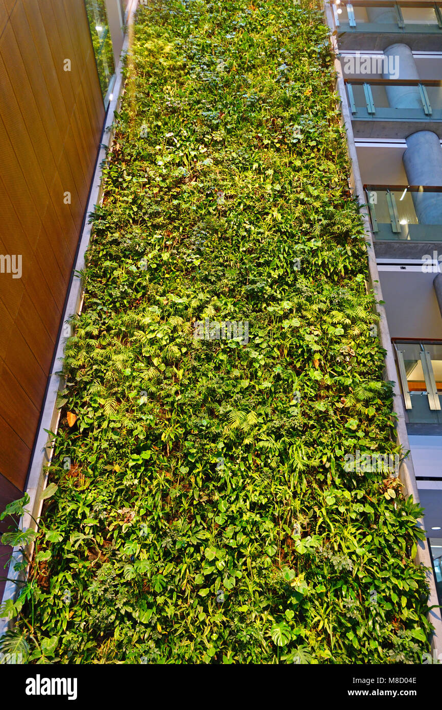 Vue d'un mur à l'intérieur de la plante verte du bâtiment des sciences sociales sur le campus de l'Université d'Ottawa Banque D'Images