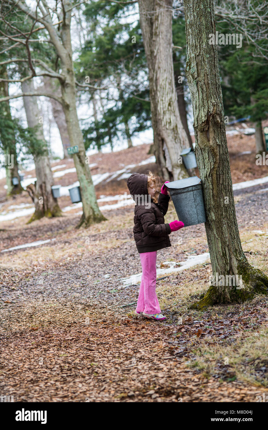 Enfant pairs dans sap la benne de pipit de Maple Farm, Portville, Cattaraugus Co., NY Banque D'Images