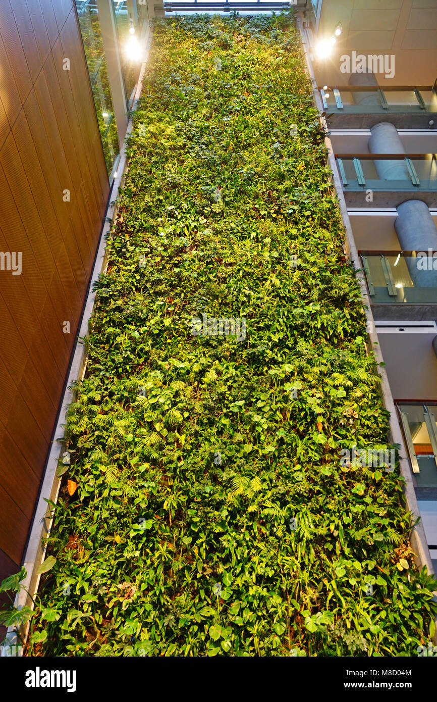 Vue d'un mur à l'intérieur de la plante verte du bâtiment des sciences sociales sur le campus de l'Université d'Ottawa Banque D'Images