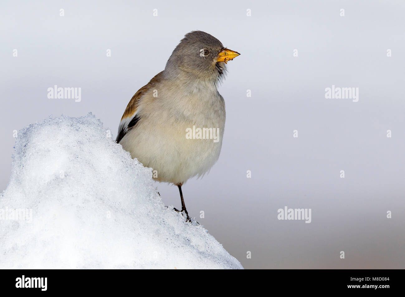 Dans Sneeuwvink de en ; les Snowfinch dans la neige Banque D'Images