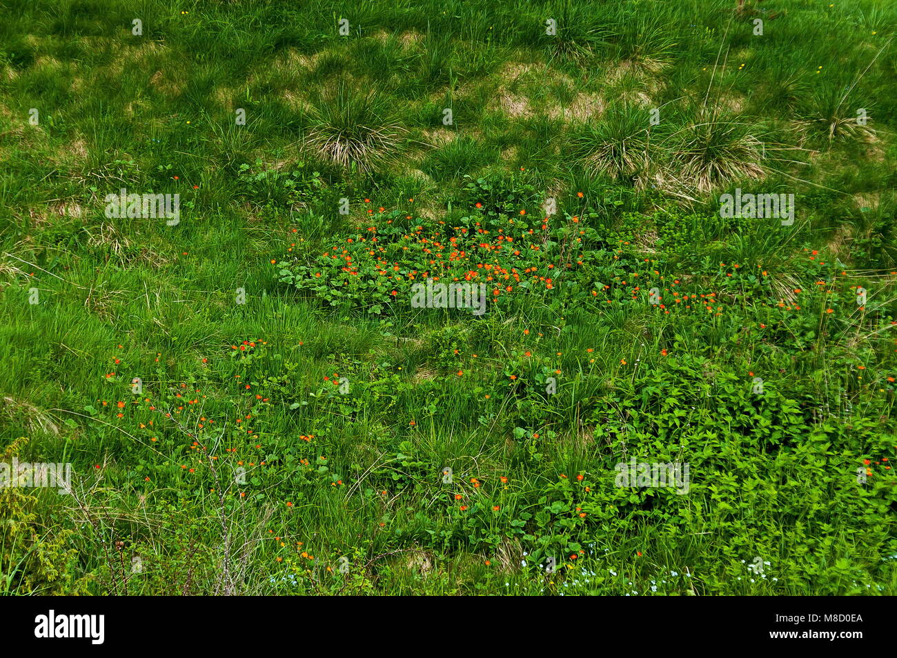 La lumière du soleil ou d'avens Geum rouge fleurs à Plana mountain, Bulgarie Banque D'Images