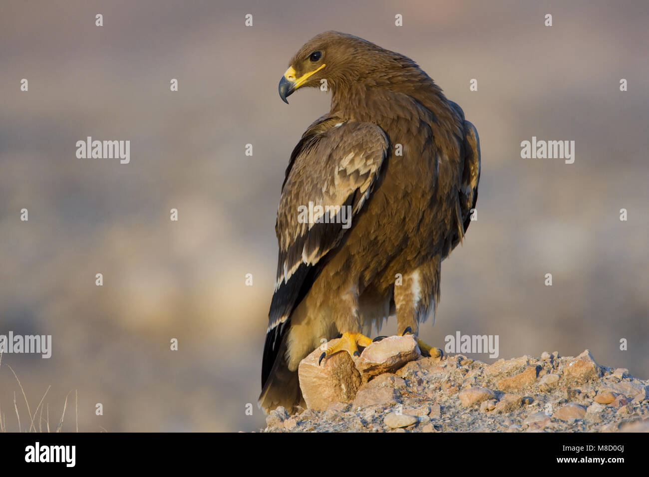 Dans Steppearend Onvolwassen ; zit Steppe Eagle immature perché Banque D'Images