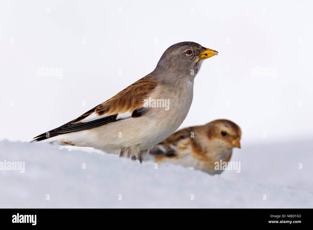 En Sneeuwvink Sneeuwgors foeragerend in de en ; Bruant des neiges et la recherche de nourriture dans la neige Snowfinch Banque D'Images