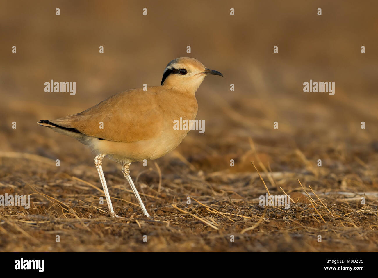 Renvogel ; Cursorius cursor Banque D'Images