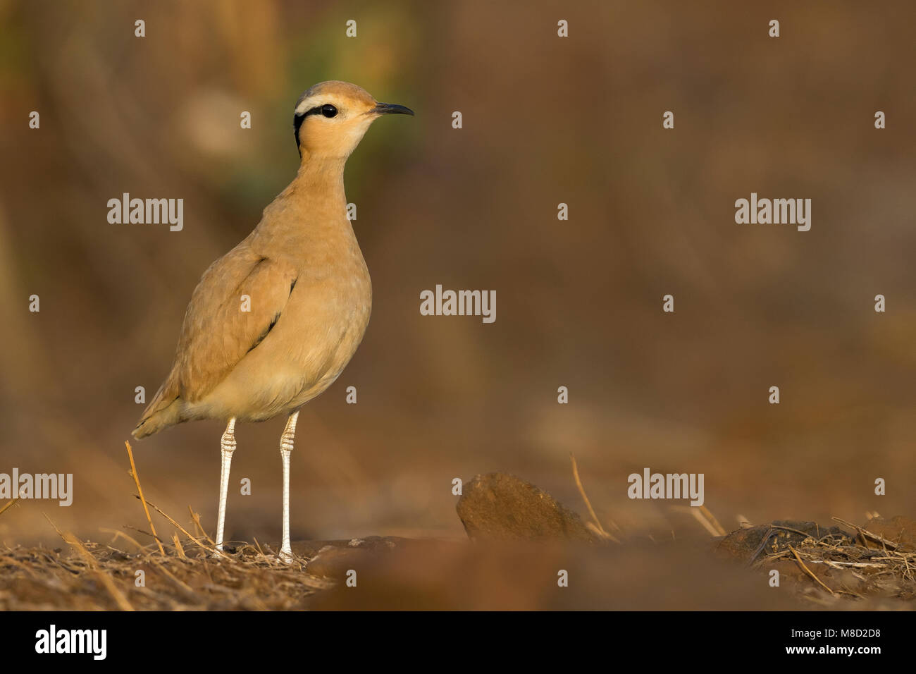 Renvogel ; Cursorius cursor Banque D'Images