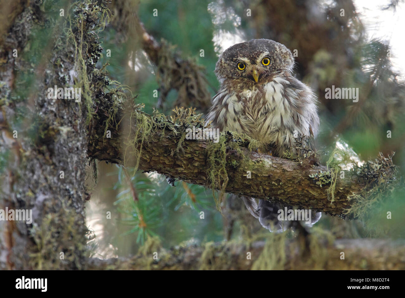 Dwerguil zittend op een tak ; Eurasian Pygmy Owl assis sur une branche Banque D'Images