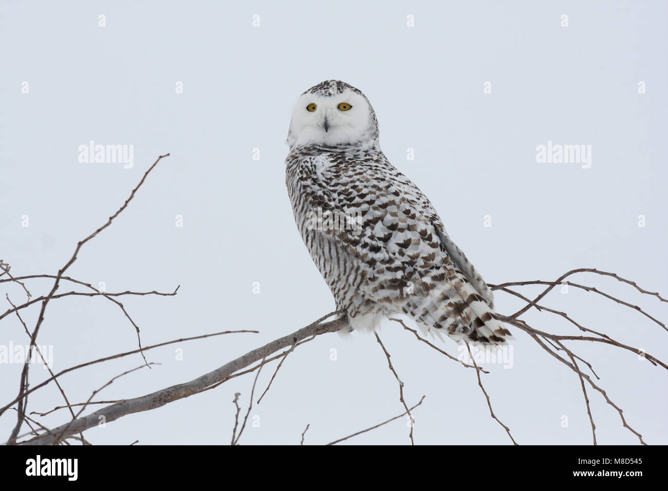 Sneeuwuil zittend op tak ; Snowy Owl perché sur une branche Banque D'Images