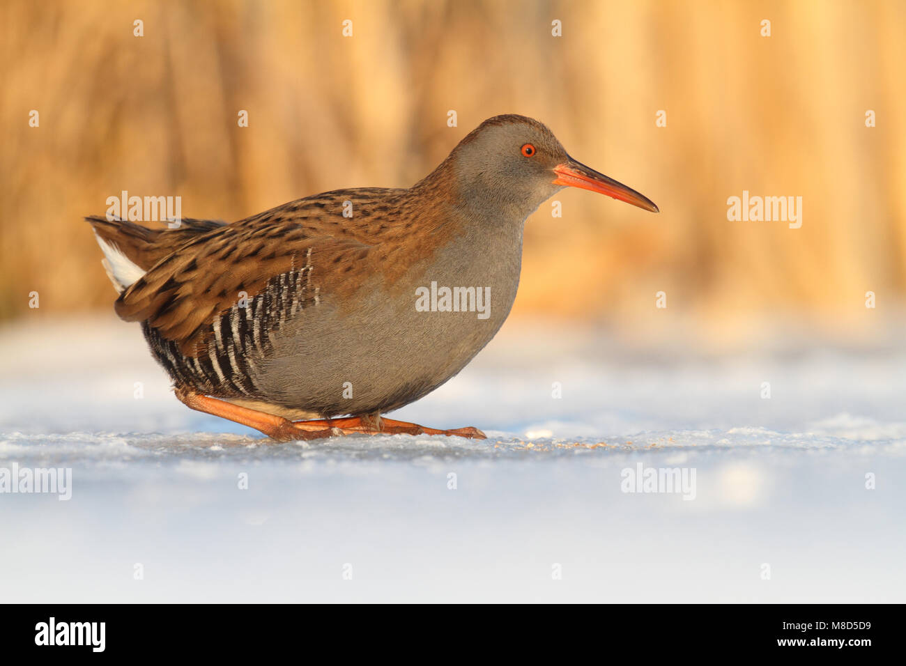 Waterral op het ijs ; l'eau Rail sur la glace Banque D'Images