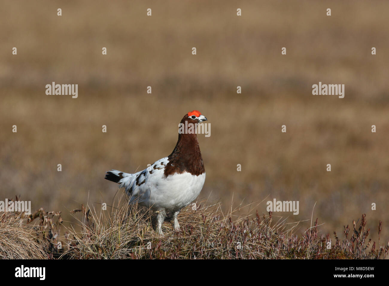 Ruiend zomerkleed Moerassneeuwhoen naar ; Lagopède à plumage mue d'été Banque D'Images