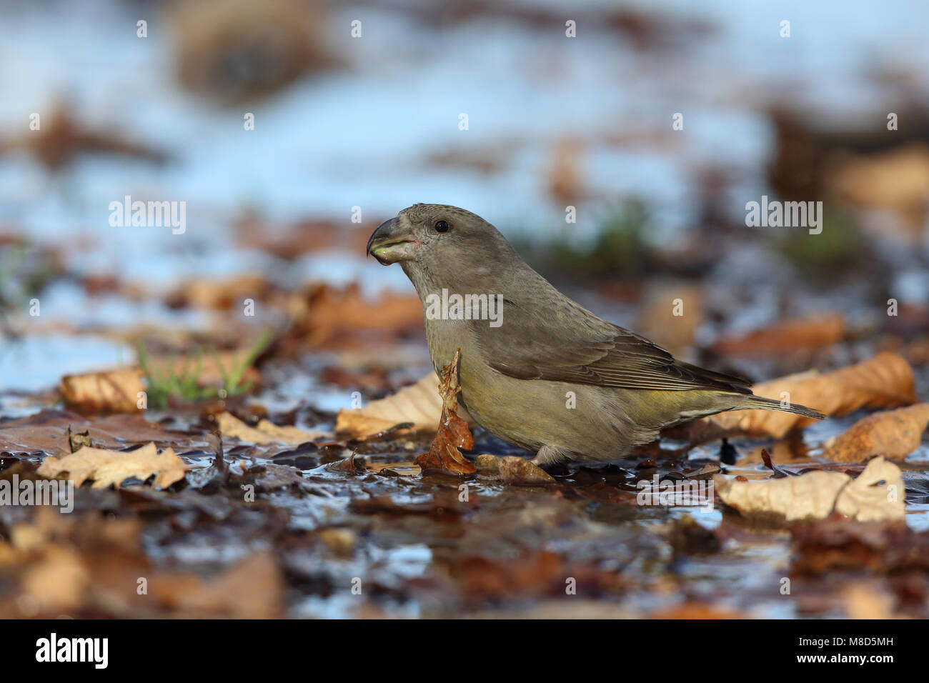 Drinkende Grote Kruisbek potable ; Bec de perroquet Banque D'Images