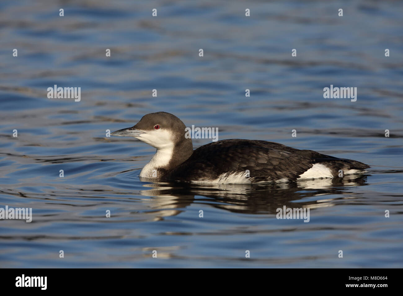 Dans winterkleed Parelduiker ; plumage hivernal Black-throated Diver Banque D'Images