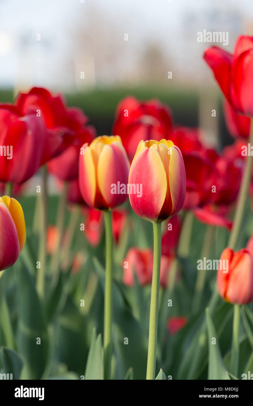 Magnifiques tulipes à Ottawa Banque D'Images