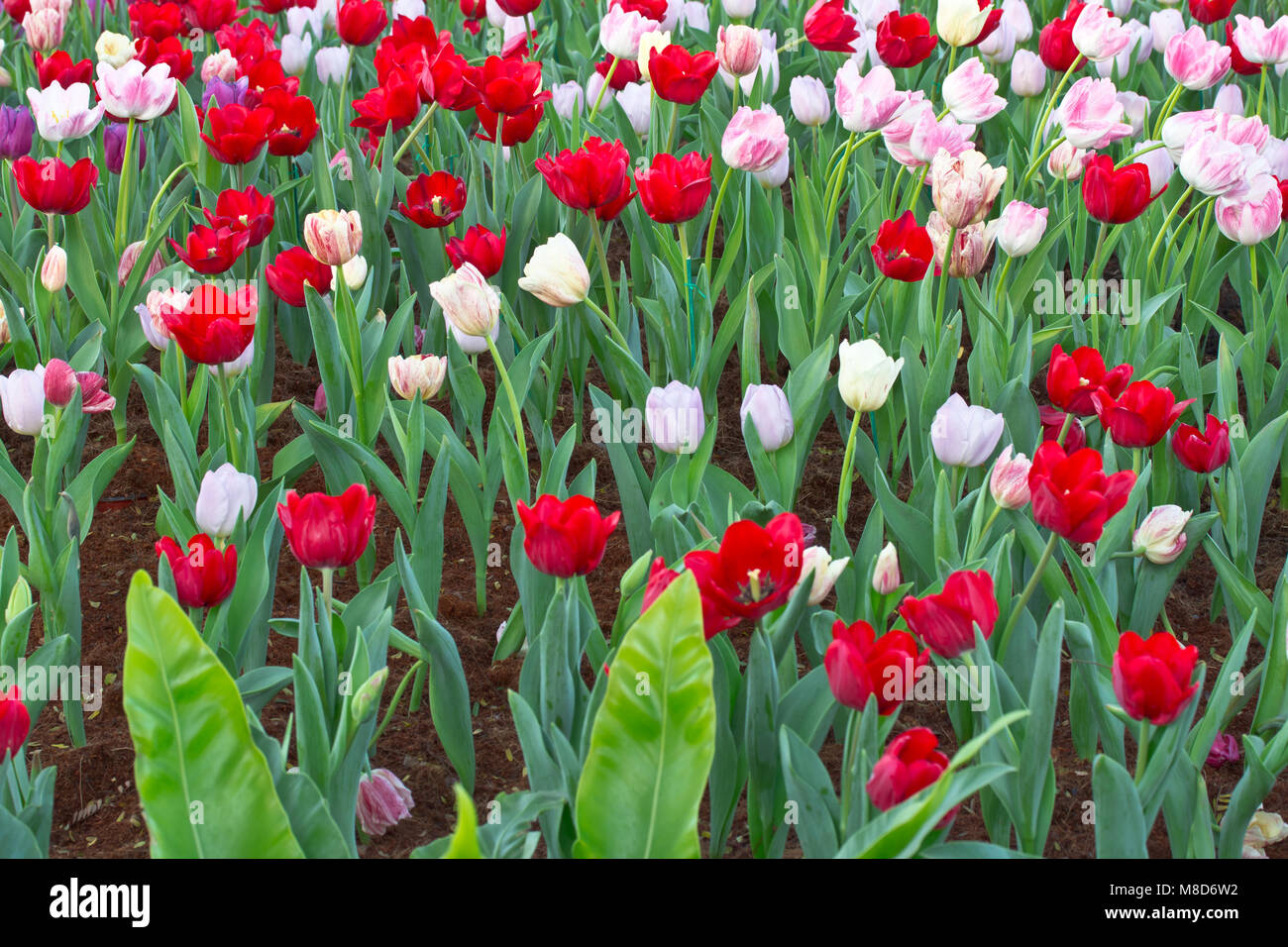 Tulipes au jardin, belle couleur fleur de tulipe Banque D'Images