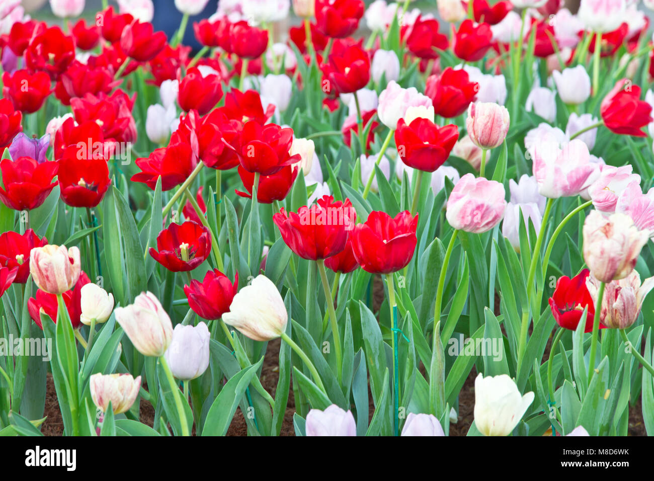 Tulipes au jardin, belle couleur fleur de tulipe Banque D'Images
