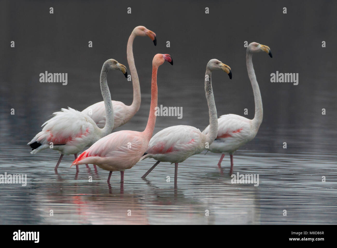 Groep Flamingo's ; Groupe de flamant rose Banque D'Images