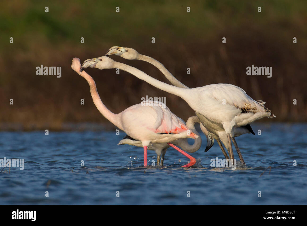 Groep Flamingo's ; Groupe de flamant rose Banque D'Images