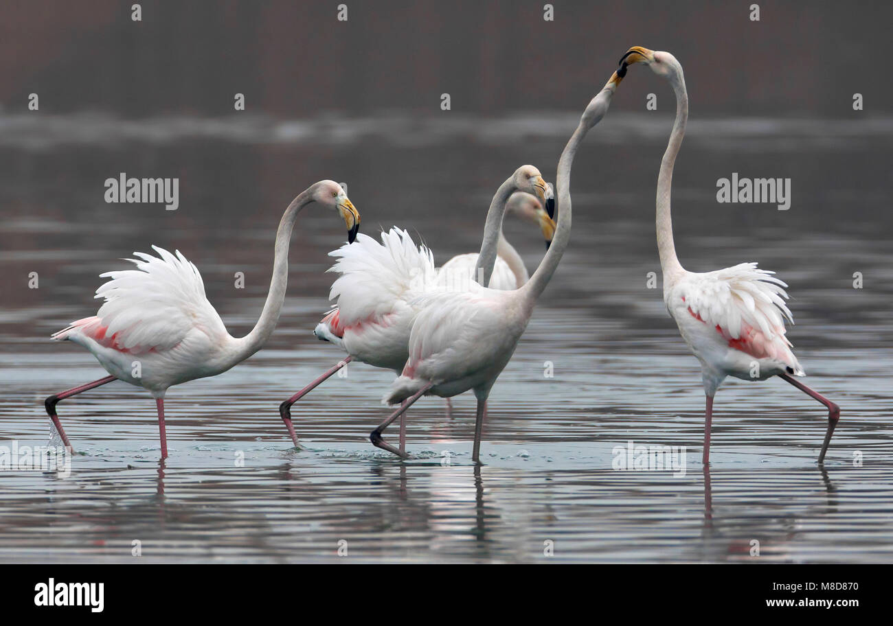Groep Flamingo's ; Groupe de flamant rose Banque D'Images